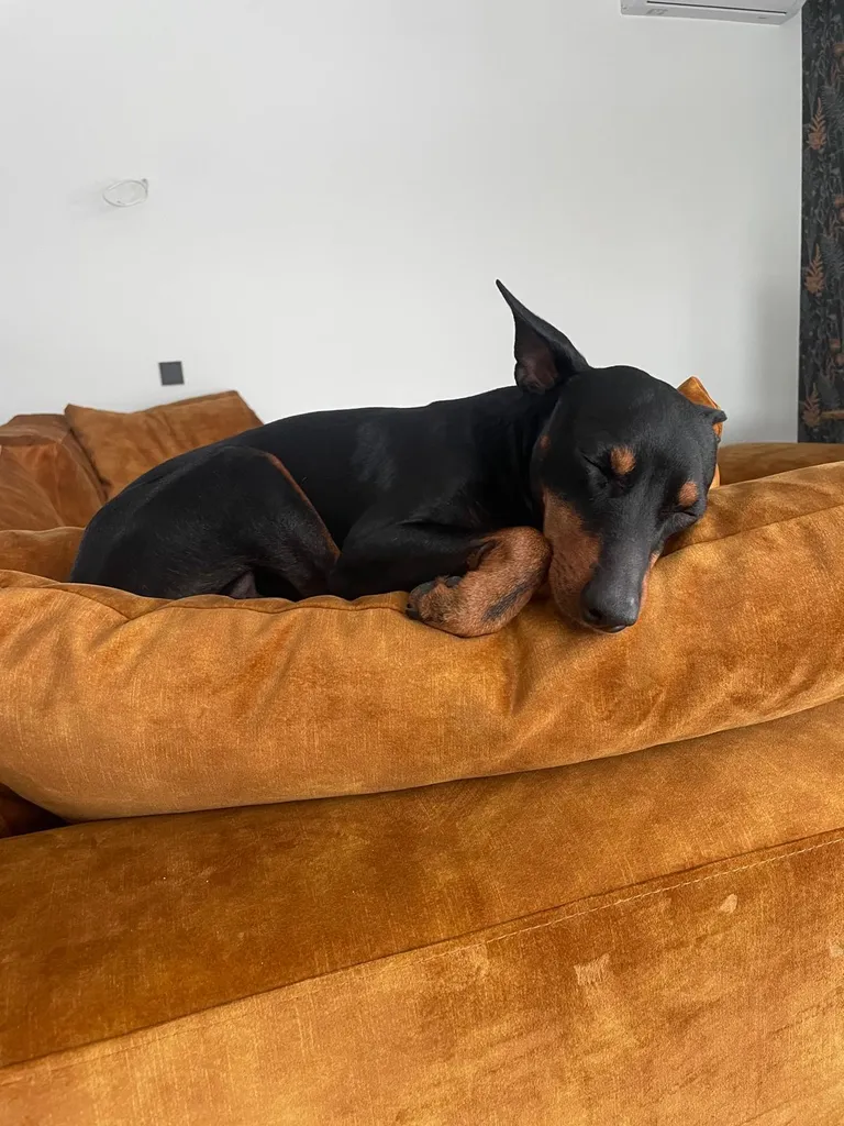 Bruno