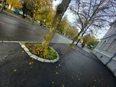 Lehed lähevad pruuniks, sest nendeni ei jõua küllaldaselt vett.