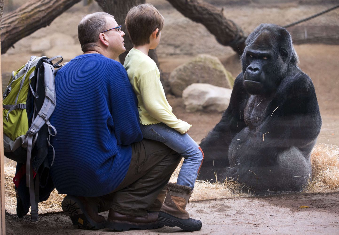 5-aastane gorilla Martha uurib Darwineumi loomaaia külalisi.