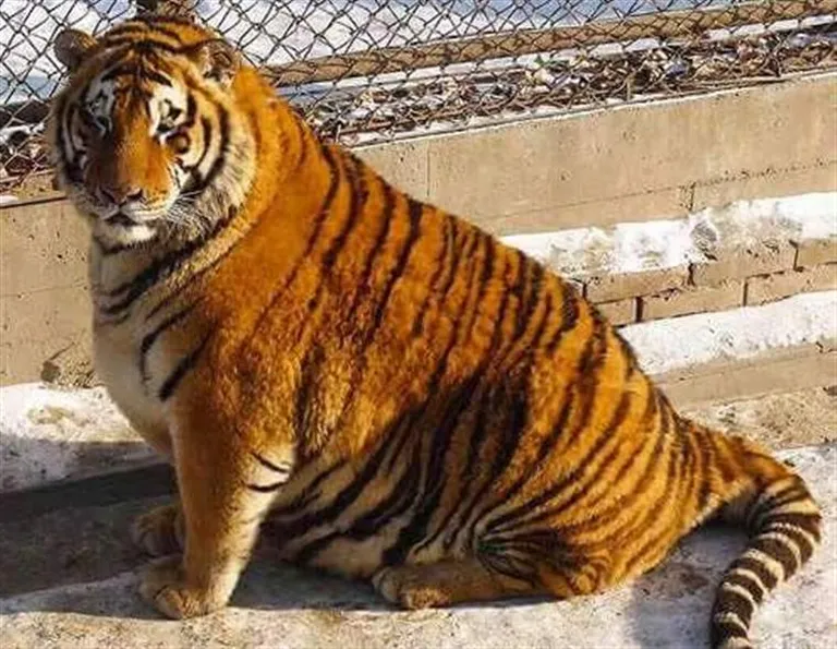 Ülekaaluline tiiger.