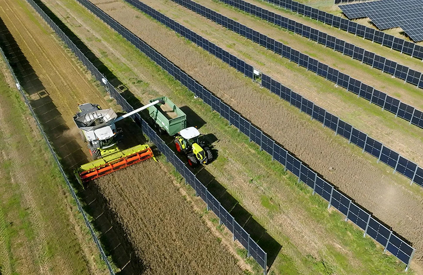 Nii näeb välja vertikaalsete päikesepaneelidega põllul saagikoristus. Saab nii vilja kui elektrit.