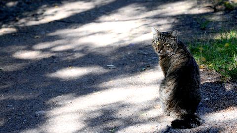 Arī sestdiena būs karsta. Vietām iespējams negaiss