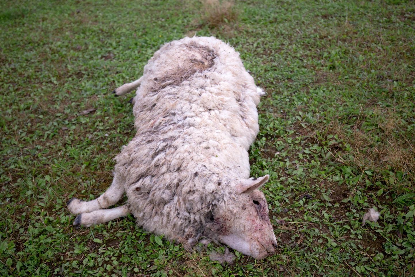 Augusti lõpus huntide murtud lammas Sergo Sokolovi karjast.