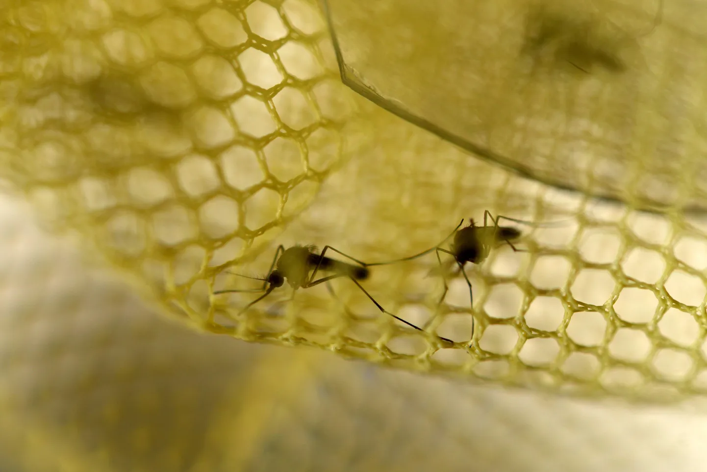 Zika levikut aitaks piirata Aedes liiki sääskede arvukuse vähendamine.