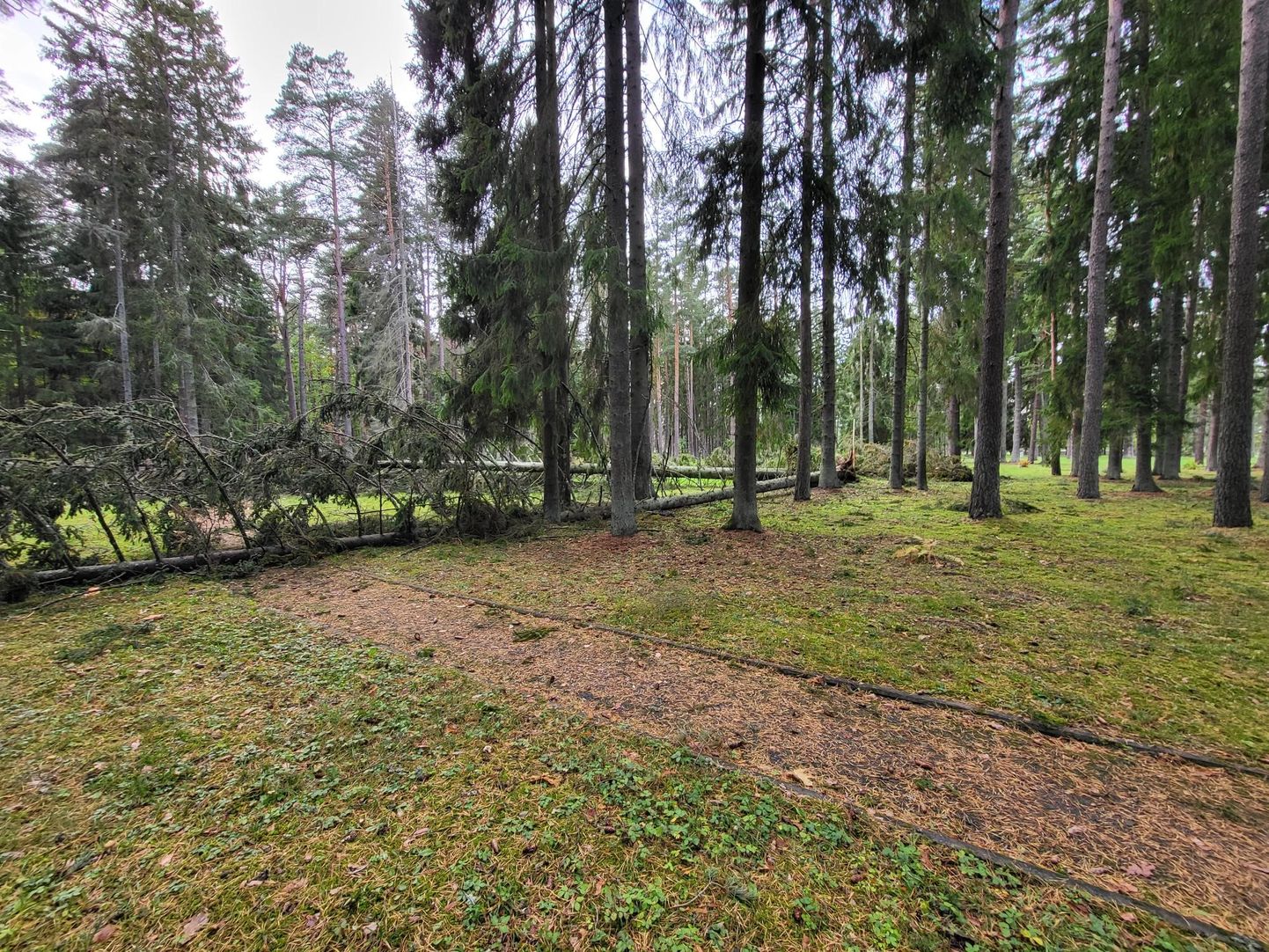 Прошлогодний октябрьский шторм повалил много деревьев в Оруском парке.