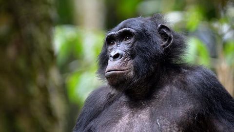 Kesk-Aafrika matriarhaalsed bonobod on kaugel rahuarmastavast elustiilist