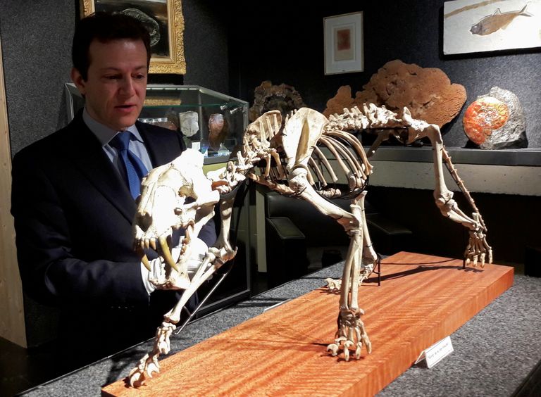 Piguet' oksjonimaja omanik Bernard Piguet' 37 miljoni aasta vanuse mõõkhambulise tiigri skeletiga.
