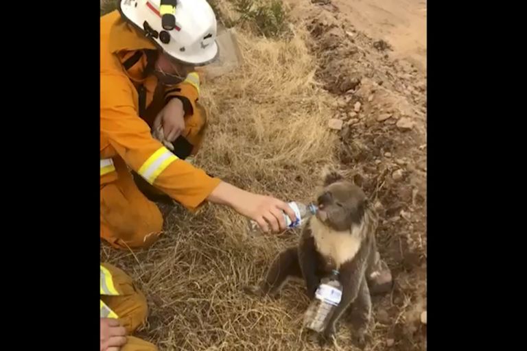 Lõuna-Austraalias Cudlee Creekis päästis tuletõrjuja januse koaala, kellele ta pudelist vett andis.