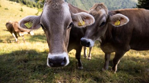 Erakordne kuumus sunnib Austria talupidajaid viima lehmi otse alpiaasalt tapamajja