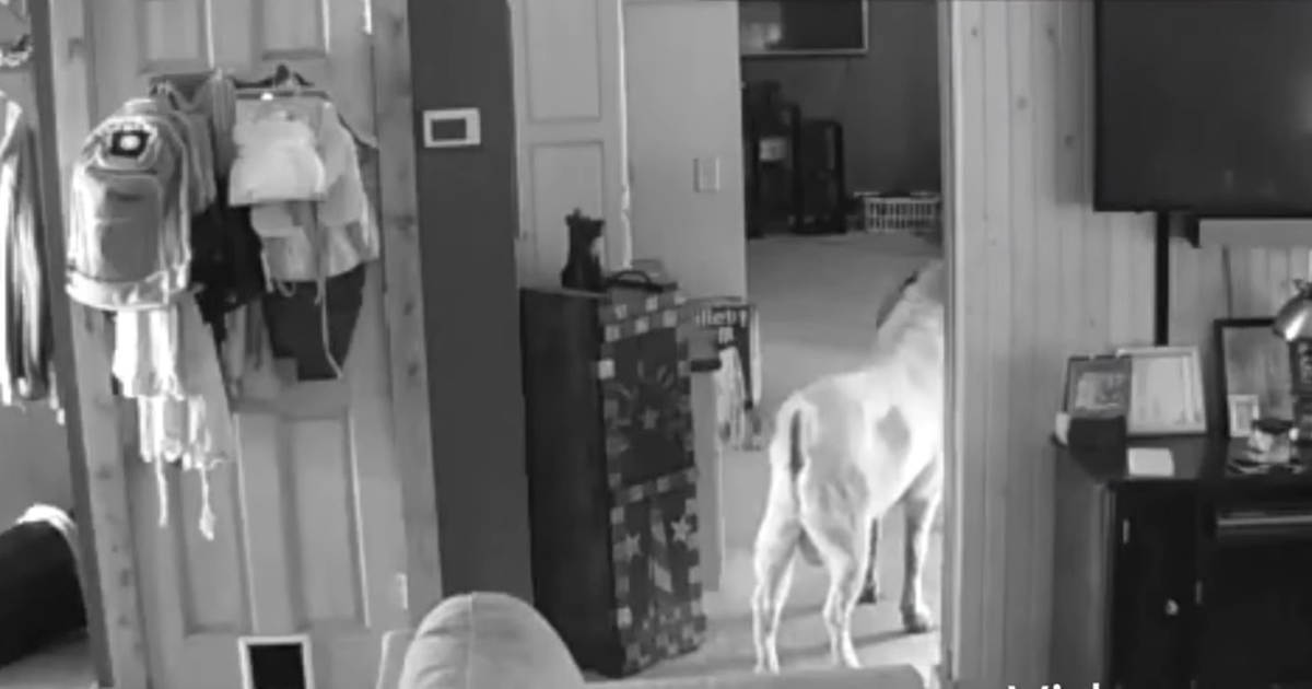 Video: majja tunginud murdvaras osutus uinakupaika otsinud sarviliseks