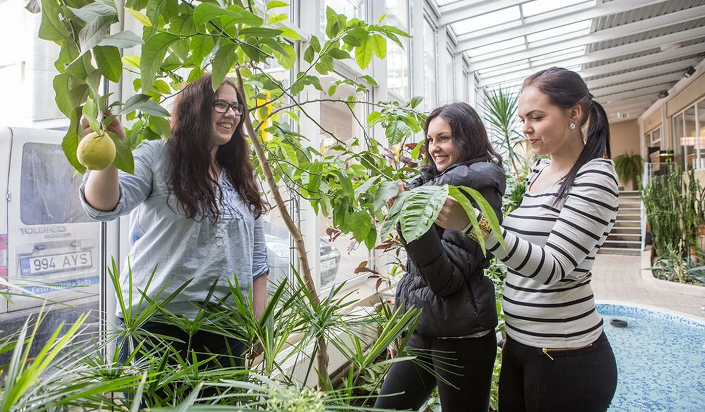 Kuressaare gümnaasiumi 10.c klassi neiud Helerin Kesküla, Kristi Häng ja Carol Laasma veendusid eile, et tegemist on tõepoolest sidruniga.