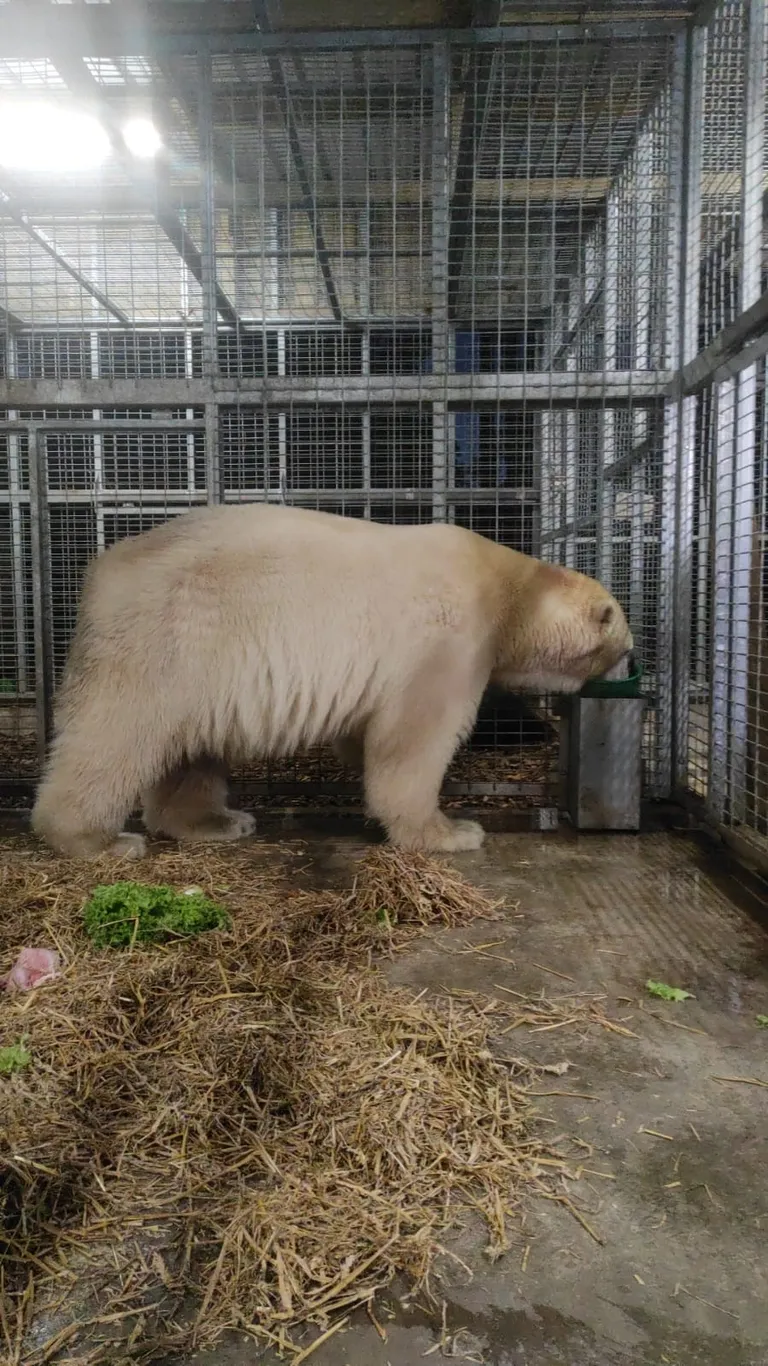 Jääkaru Aron harjub uues kodus sealsete lõhnadega ja teeb vaikselt tutvust ka oma uue paarilisega.