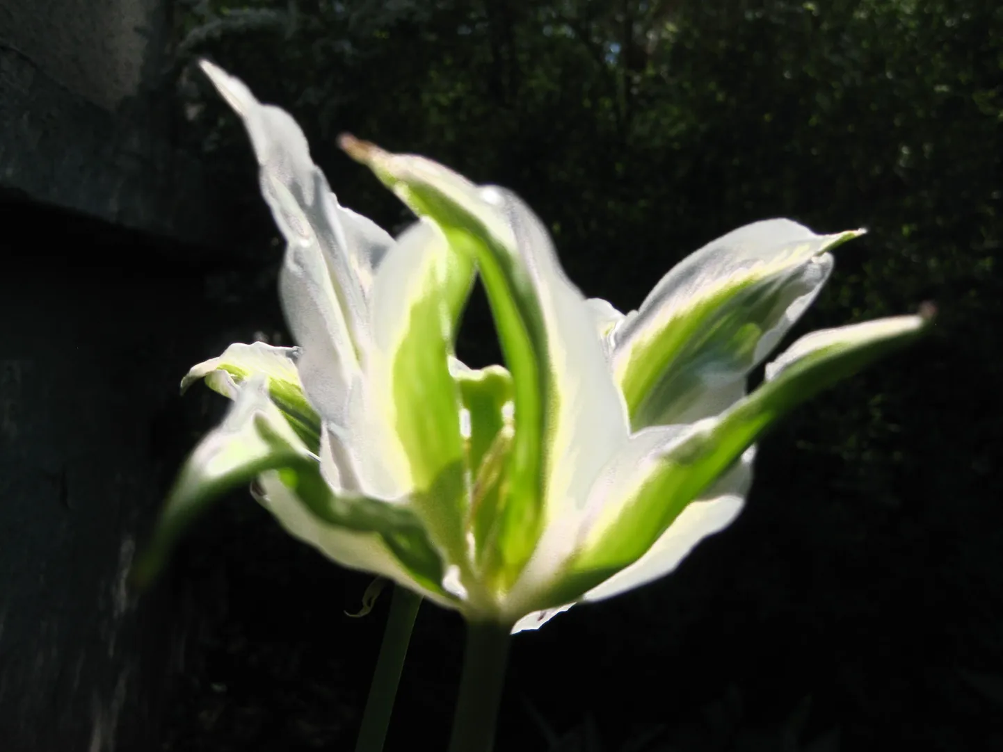 Spring Green