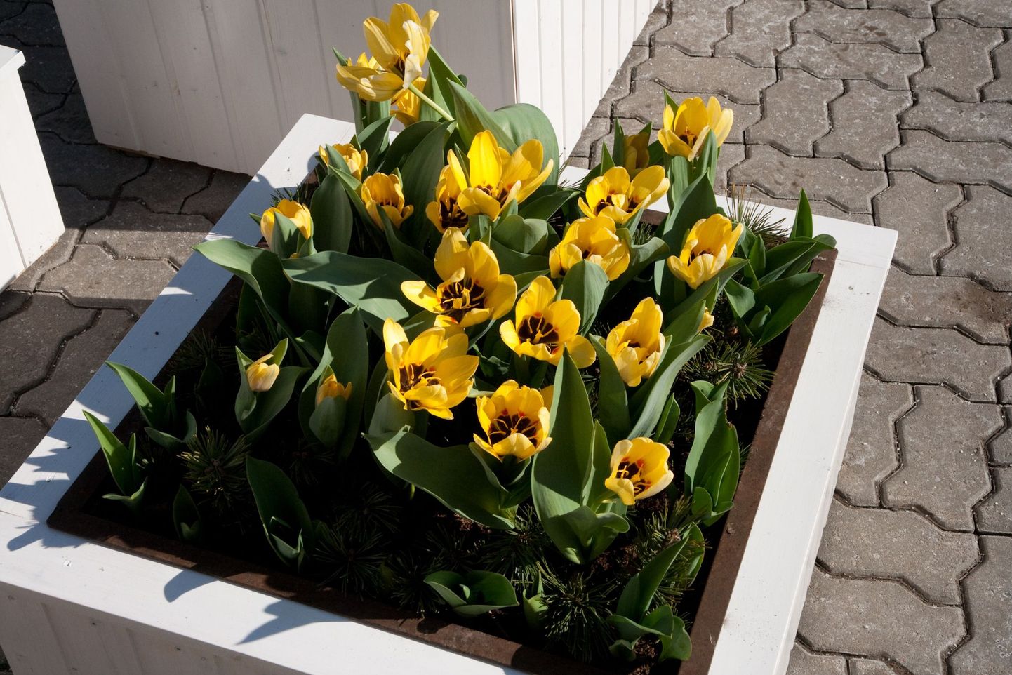 Pärnu peatänavat kaunistavad tänasest kastid kollaste tulpidega.