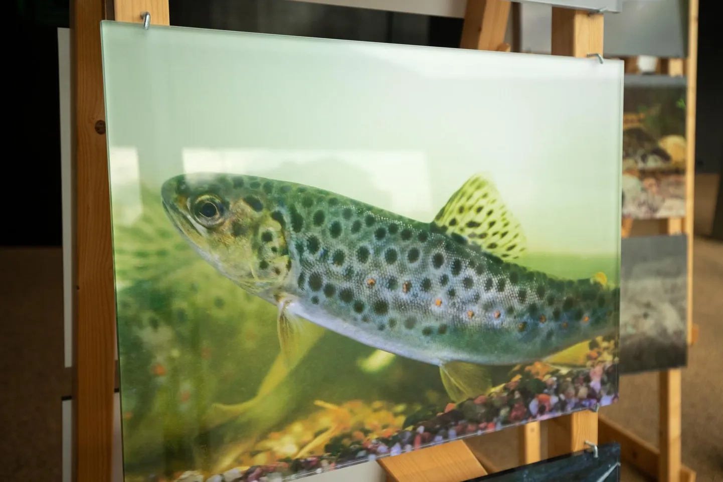 Nüüd, kus fotod on siltidega varustatud, pole kindlasti pooltki nii lõbus, samas annab näitus olulisel määral teadmisi kalade kohta.