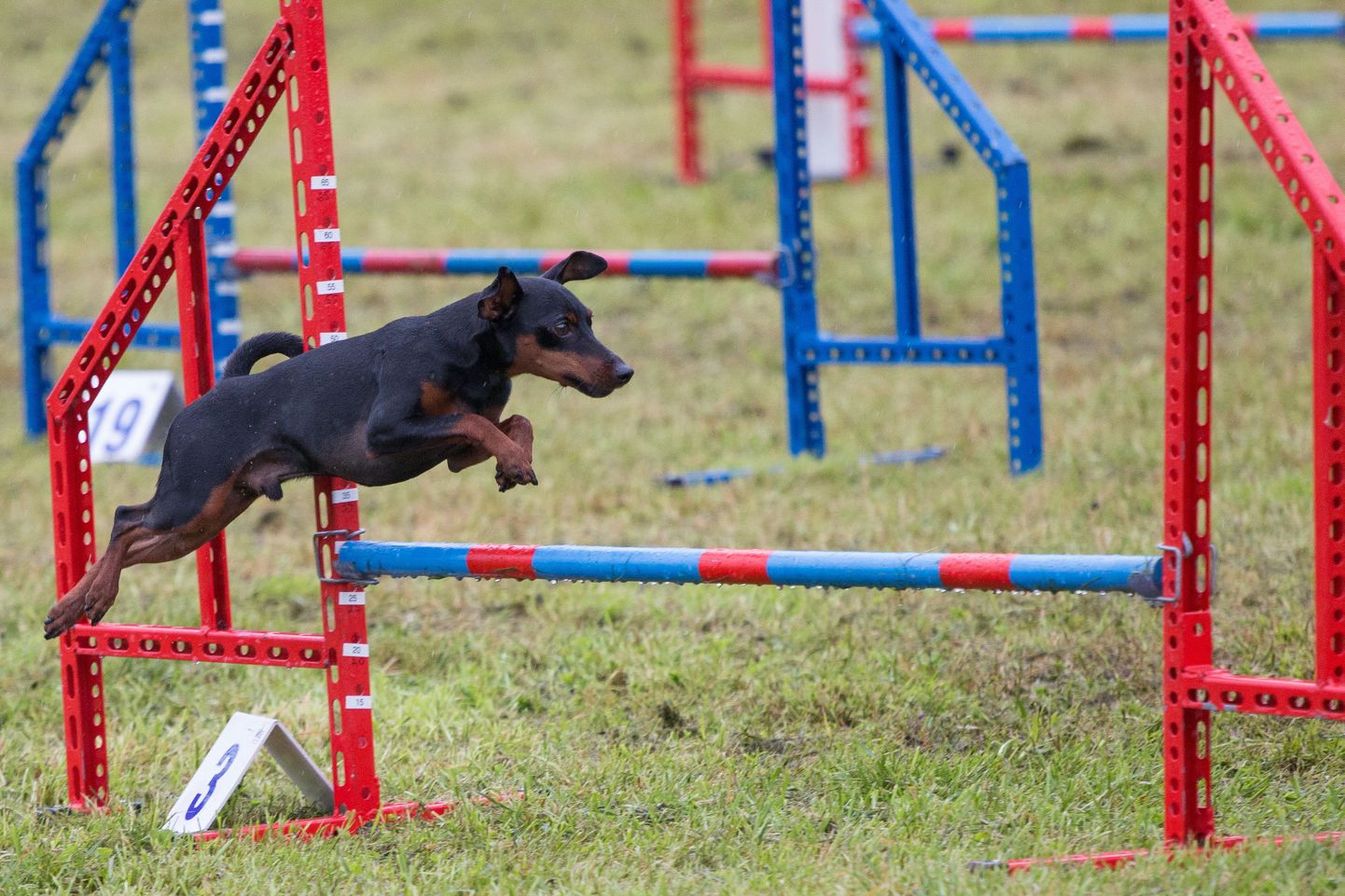 Mitmest riigist pärit koerad panid Viljandis osavuse proovile.