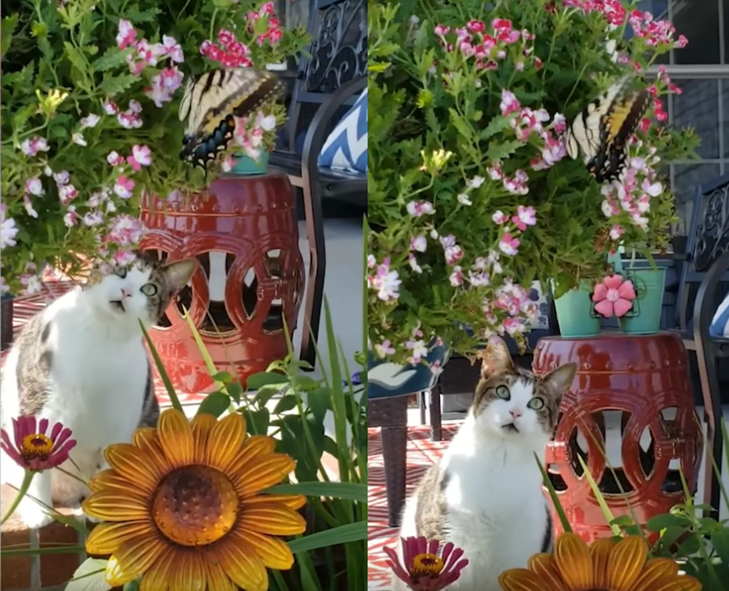 Artikli foto