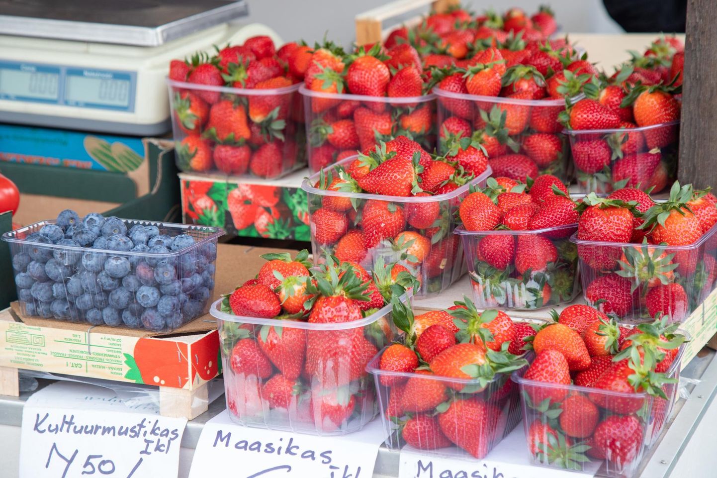 Importmaasikad on justkui iga-aastased esimesed kevadekuulutajad.