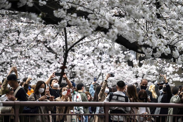 Люди смотрят и снимают цветение сакуры в Токио, Япония, 27 марта 2022 года