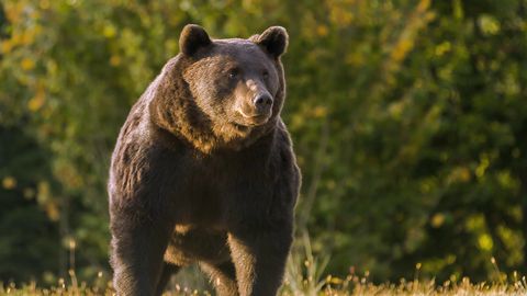 Rumeenias tappis karu 19-aastase neiu eriti jõhkral moel