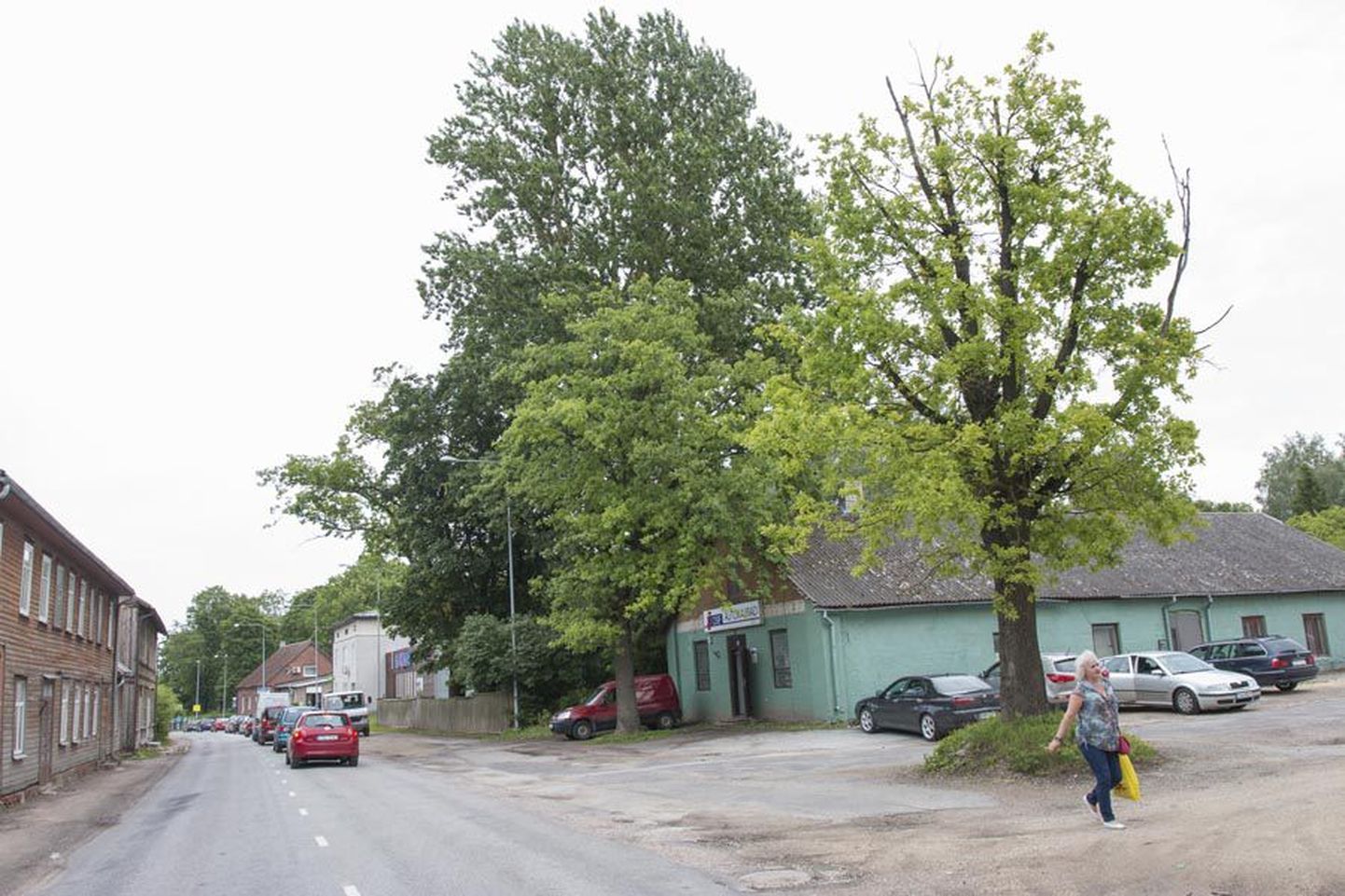Suurem hulk nendest puudest, mis praegu Vaksali tänava ääres kasvavad, võetakse paari nädala jooksul maha, et teha teed laienevale tänavale.