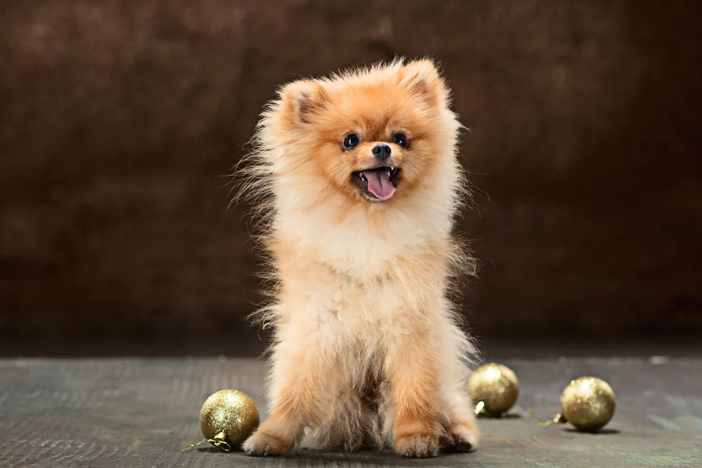 Spitz-dog in studio on a neutral background