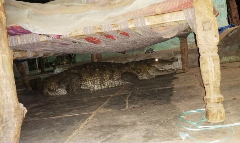 India farmer leidis oma voodi alt suure tiine krokodilli
