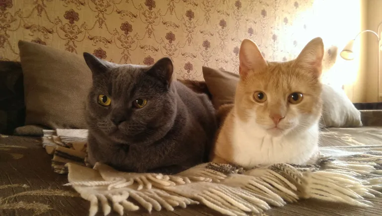 Oswald ja Chris. Foto: