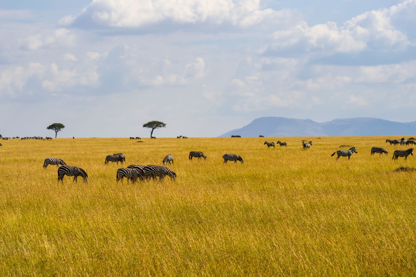 Maasai Mara park Keenias