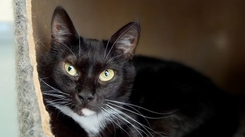 Imetlusväärne: 3 aastat Pesaleidjas oodanud kass leidis lõpuks kodu
