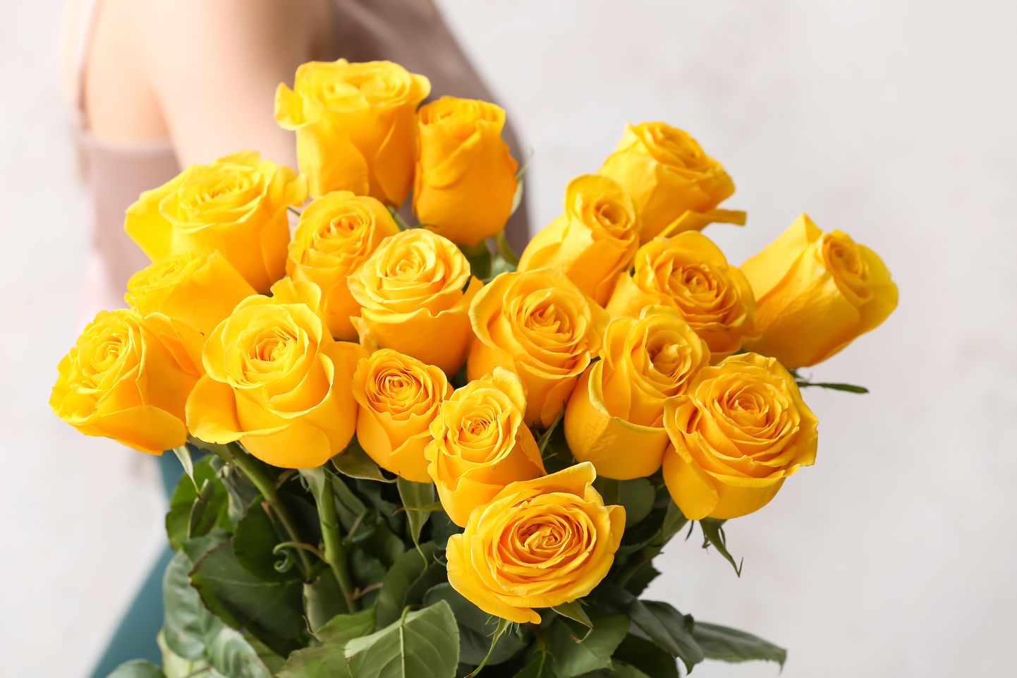 Желтые розы. Иллюстративное фото