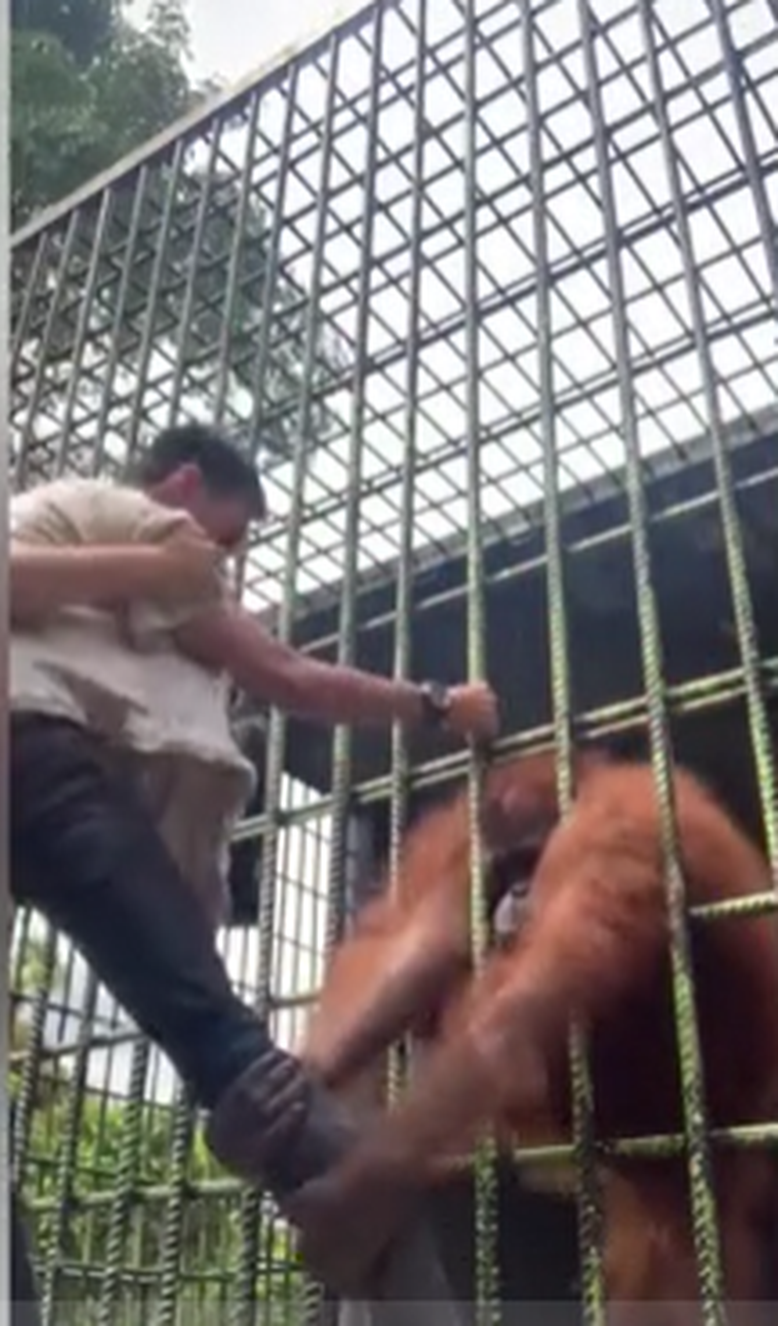 Orangutan vihastus kiusaja peale korralikult