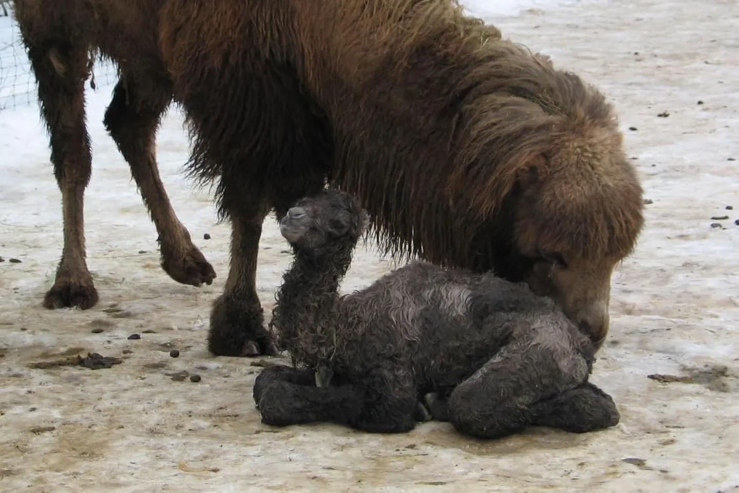 Baktrian pojaga.