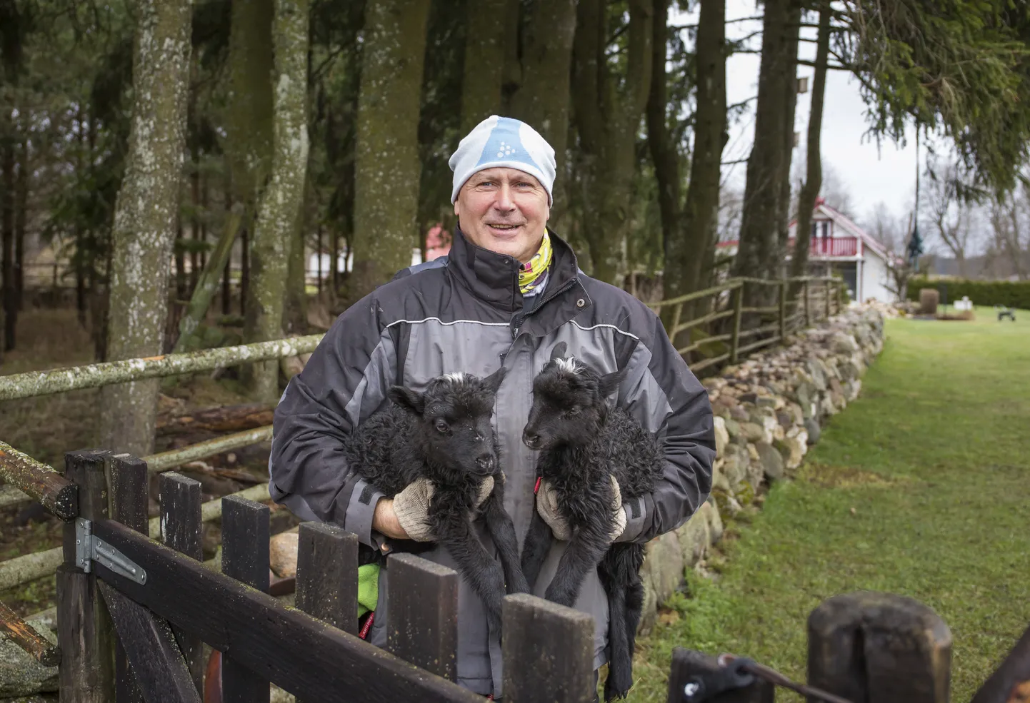 Vajangul lambaid kasvatav Mati Viidemann usub, et hulk huntide tapategusid jääb avalikuks tulemata. Tal endal on soed kurjade kavatsustega külas käinud kahel korral.