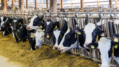 Pankrotis E-Piima tehast omav ühistu otsustas üldkoosolekul saneerimise kasuks