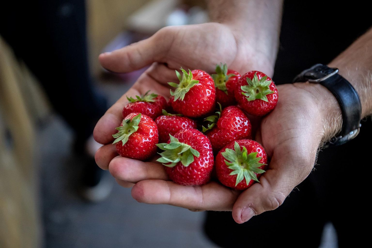 Moosi keetmiseks tasub maasikaid ostma hakata kohe, sest hooaeg võib kuuma tõttu ruttu lõppeda.