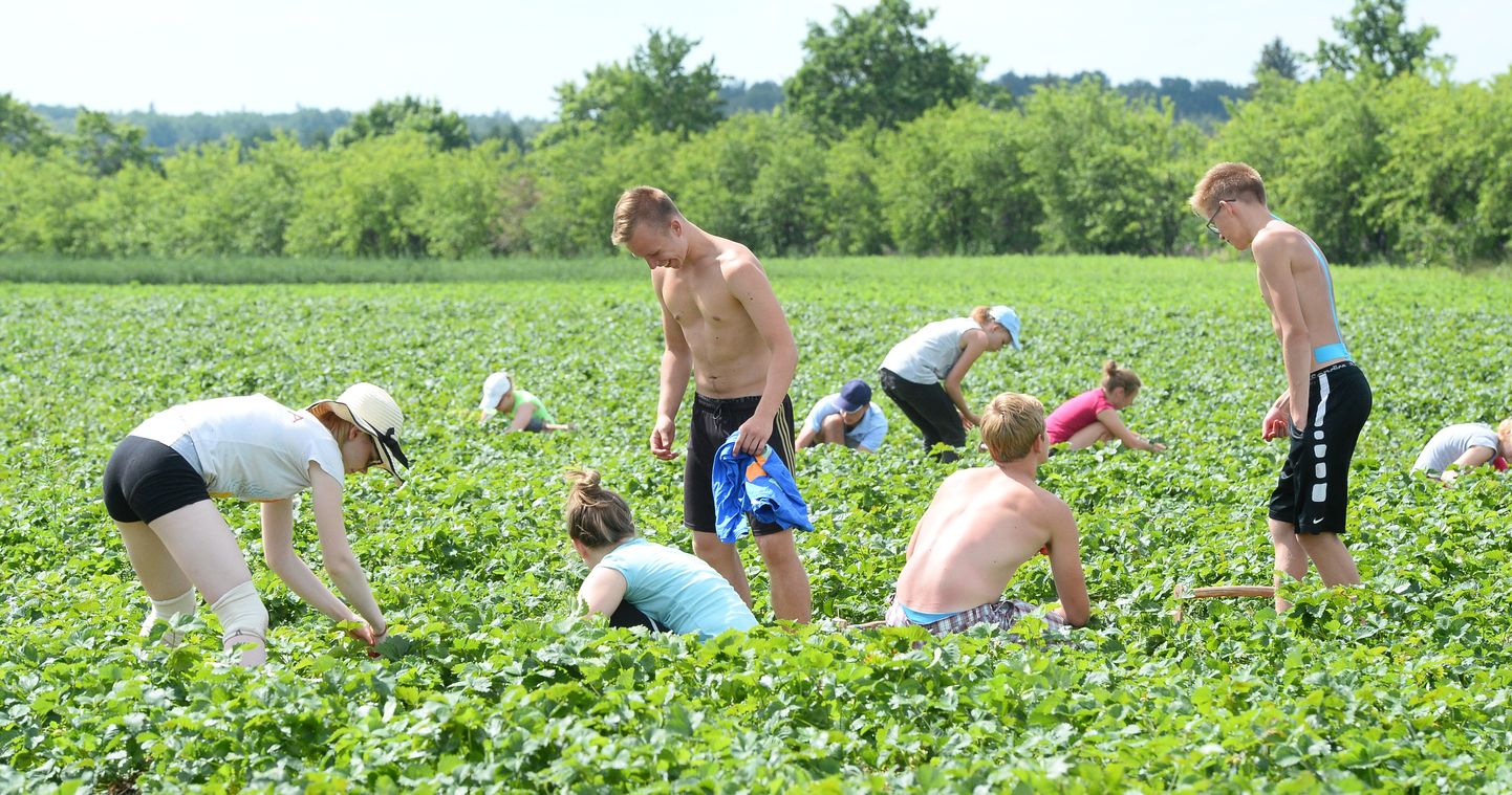 Noorte töömalev maasikapõllul.