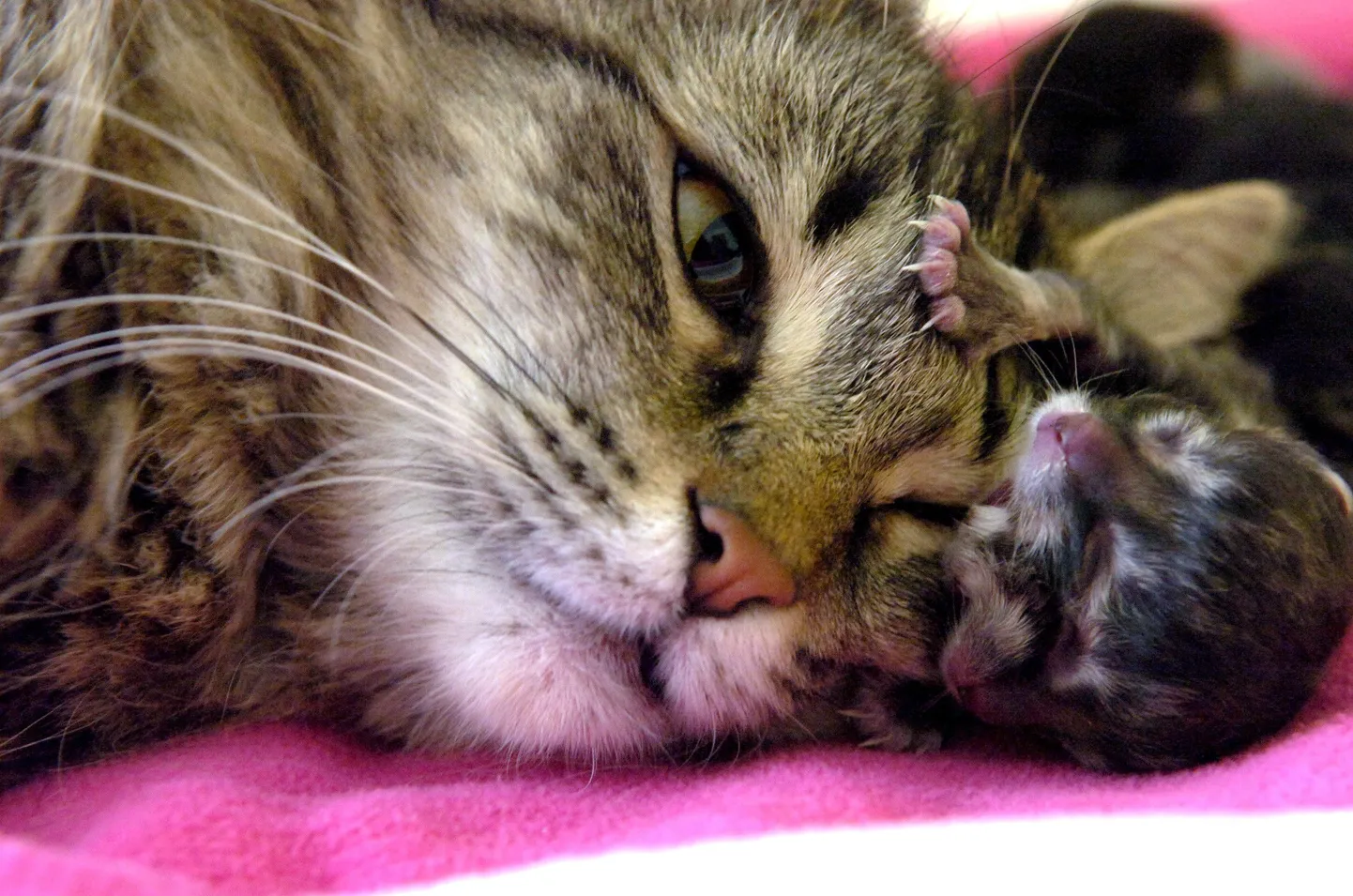 Renee Cook's Persian-mix cat takes a closeup look at her offspring, a two faced kitten born overnight Tuesday, Feb. 19, 2008, at Cook's home in Amarillo, Texas. Cook says the kitten purrs, breathes and eats fine. (AP Photo/AmarilloGlobe-News, Michael Schumacher)  ** MAGS OUT, TV OUT ** / SCANPIX Code: 436