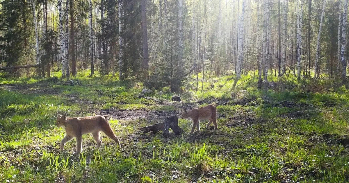 ETTEVAATUST Joodil nähti ilvest patseerimas