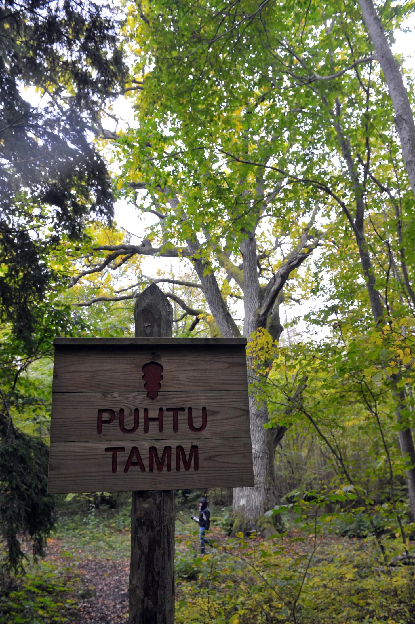 Nehatu looduskaitsealal kasvav Puhtu tamm.