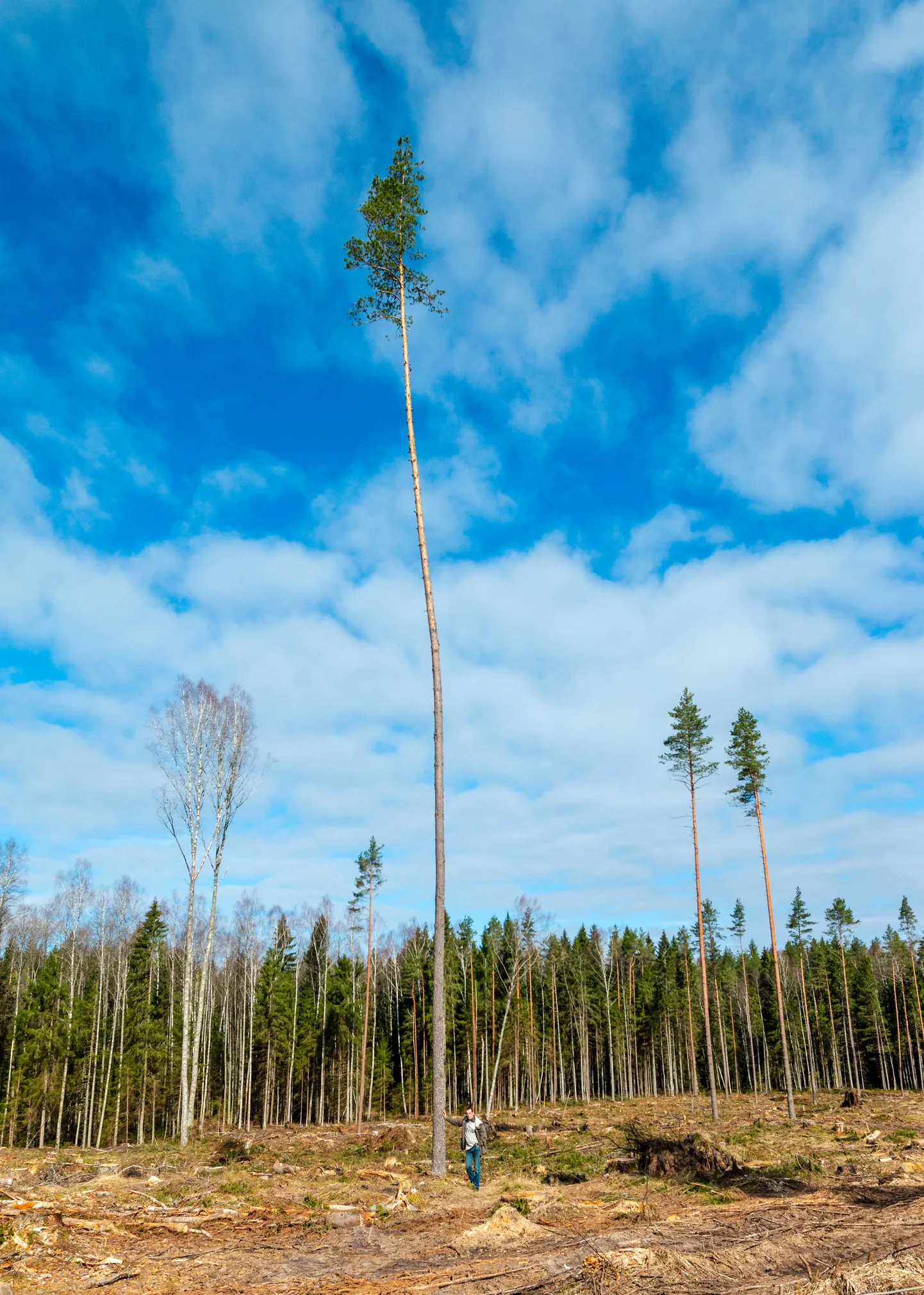 Võrumaa, Antsla vald

RMK raielank. Lageraie, seemnepuud
Metsa majandamine, mets pärast raiet, metsakinnistu.
Seemnepuu, mänd

Foto: Arvo Meeks / Lõuna-Eesti Postimees