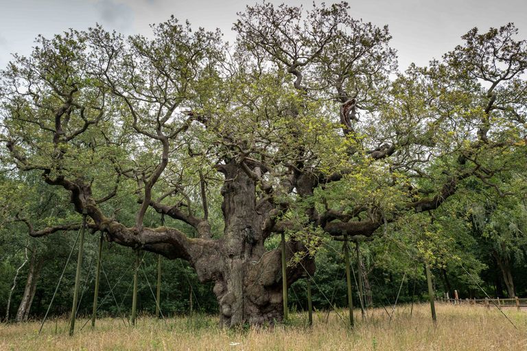 Suurbritannia Nottinghamshire'i Sherwoodi metsa kuulus The Major Oak, mis legendi kohaselt oli kuulsa lindprii Robin Hoodi puu.