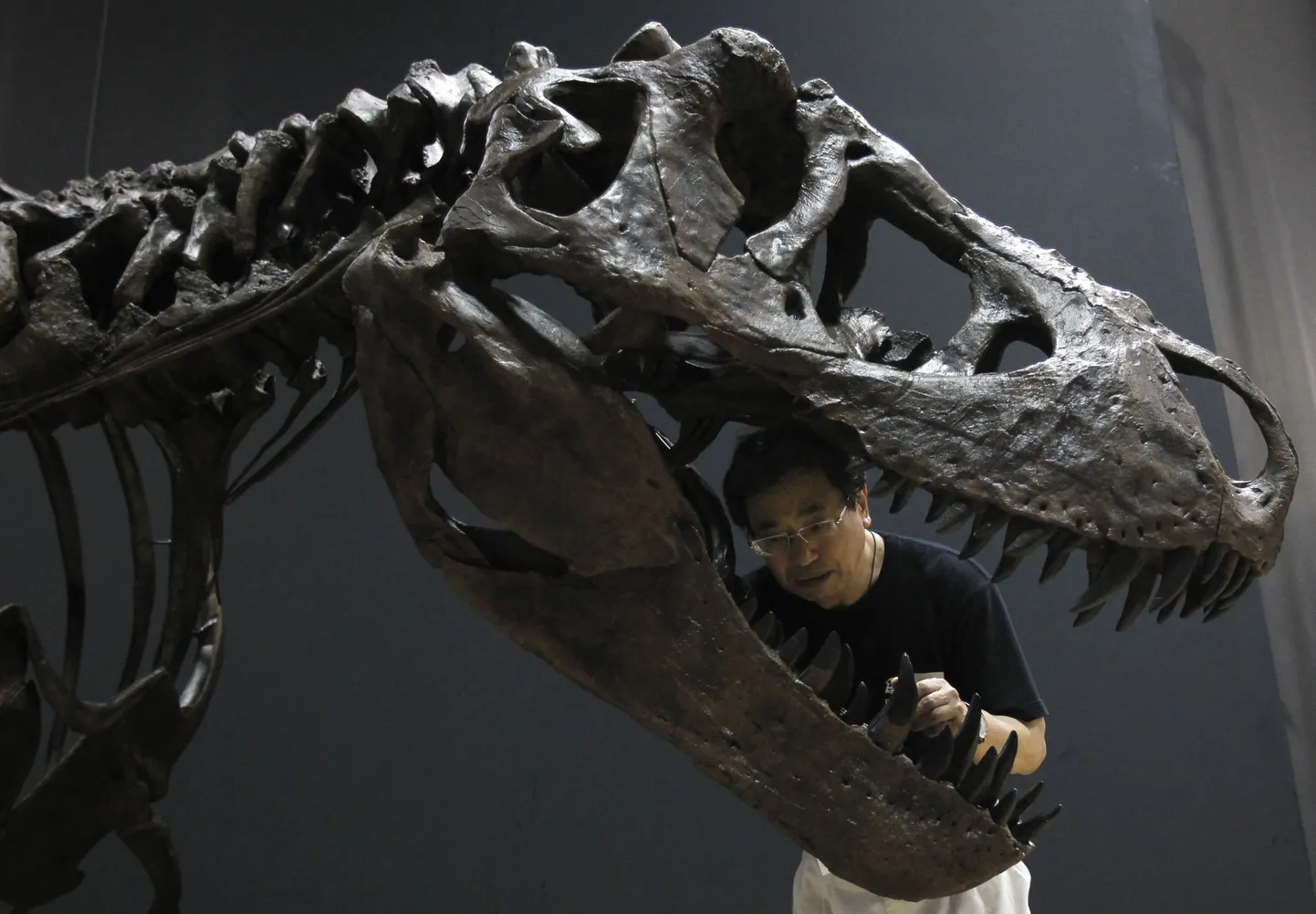 Tyrannosaurus rex´i fossiil