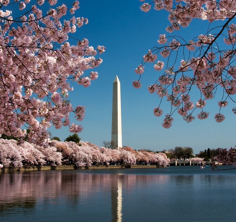 Kirsiõied Washingtoni monumendi juures