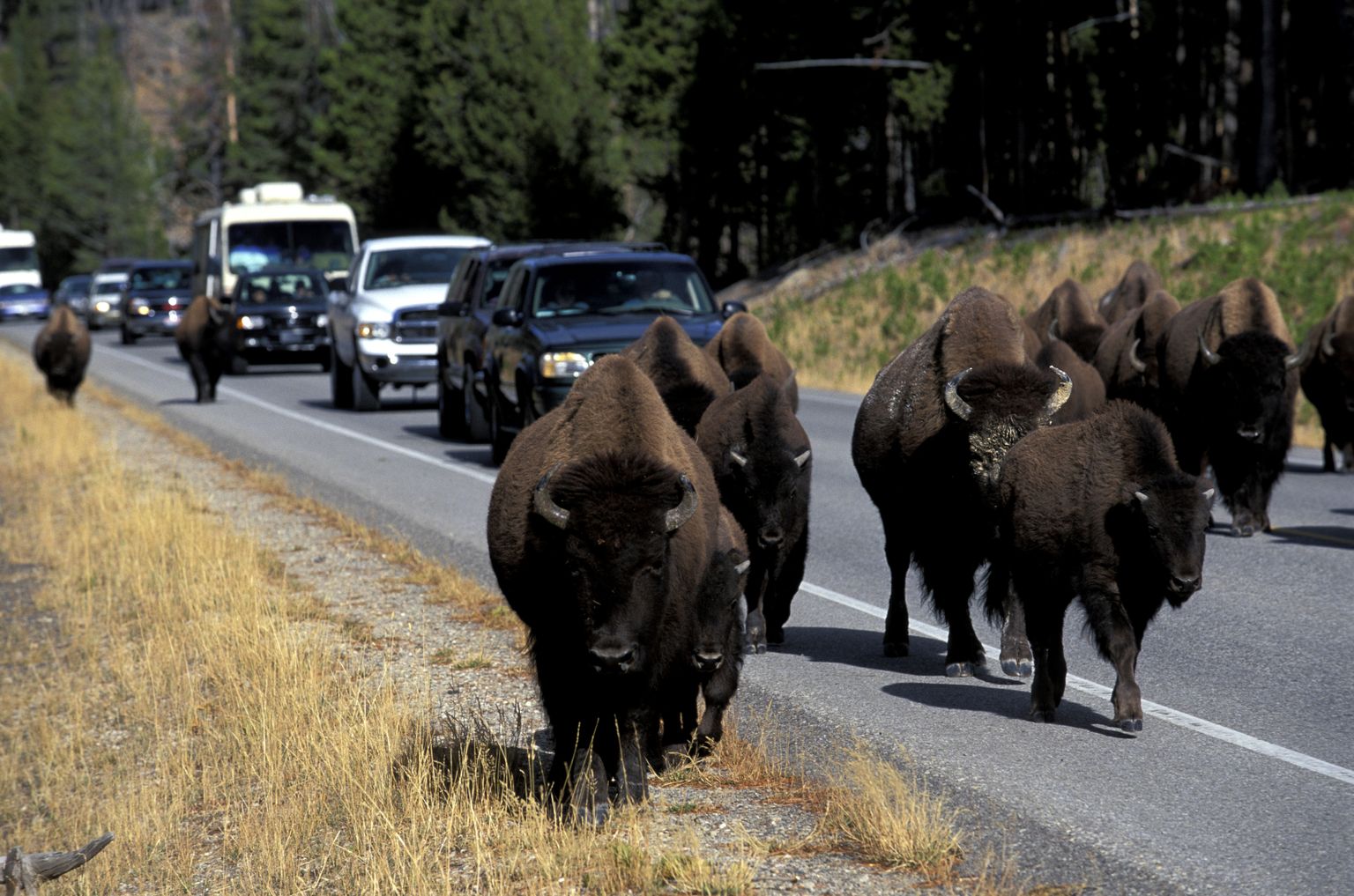 Piisonid Yellowstone'i rahvuspargi autoteel.