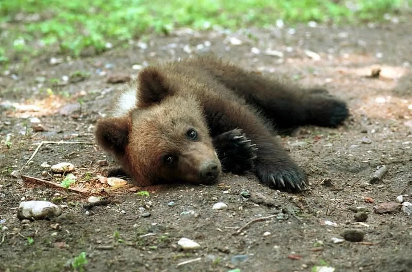 Ka Elistvere loomapargi karu Karoliina ema ärkas metsas kõndinud inimeste tõttu üles ja põgenes pesast kaugemale. Seeläbi sattuski Karoliina omal ajal loomaparki. Tänaseks on Karoliinast saanud suur karu ja loomapargi sümbol.