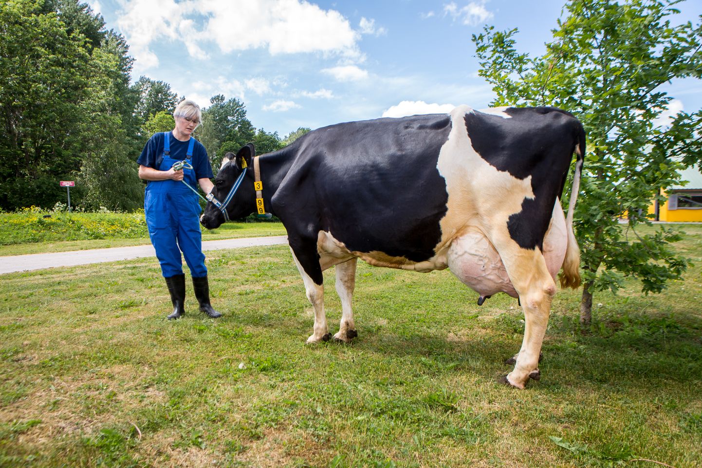 MILLE on üks vägevamaid piimaandjaid terves Baltikumis ja Skandinaavias takkapihta. Fotol talutab teda farmijuhataja Rita Paiste.
