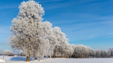Эстонский орнитолог предсказал на редкость суровую зиму