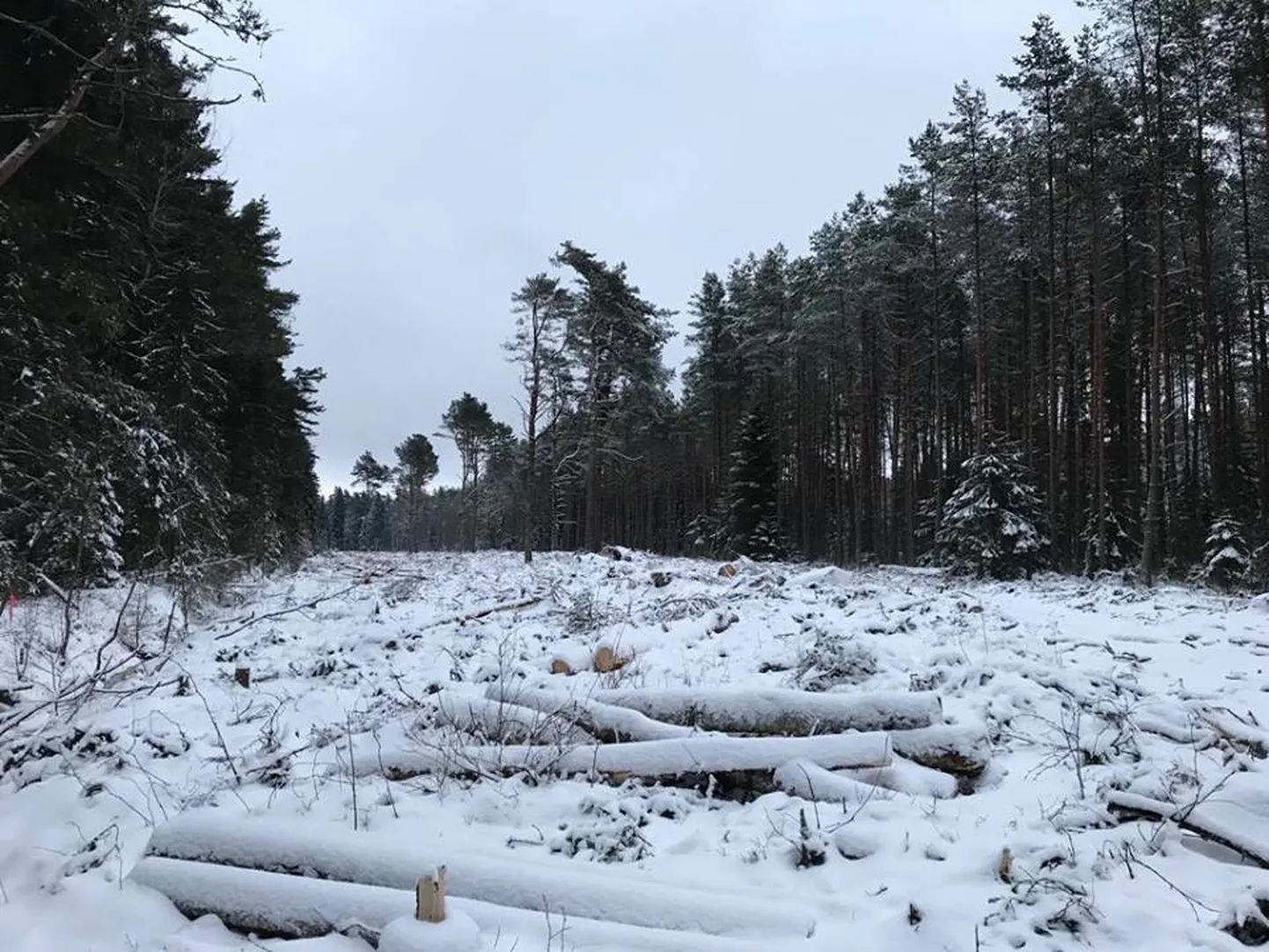 Harku vallas tehtud raie, mis väidetavalt kahjustas kakuliste populatsiooni.