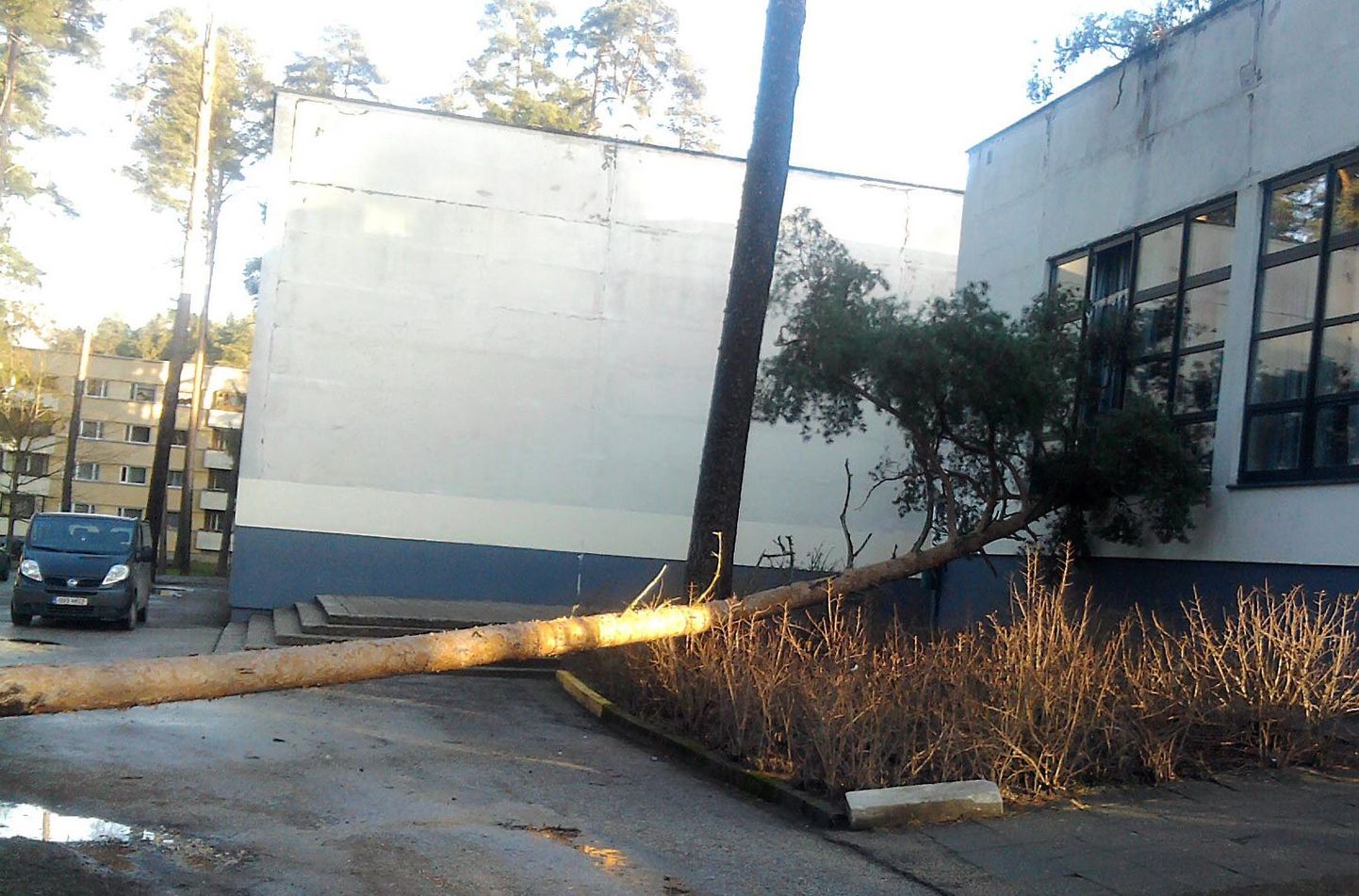 Elvas koolimaja kõrval kasvanud männipuu kukkus latvapidi aula akendesse.